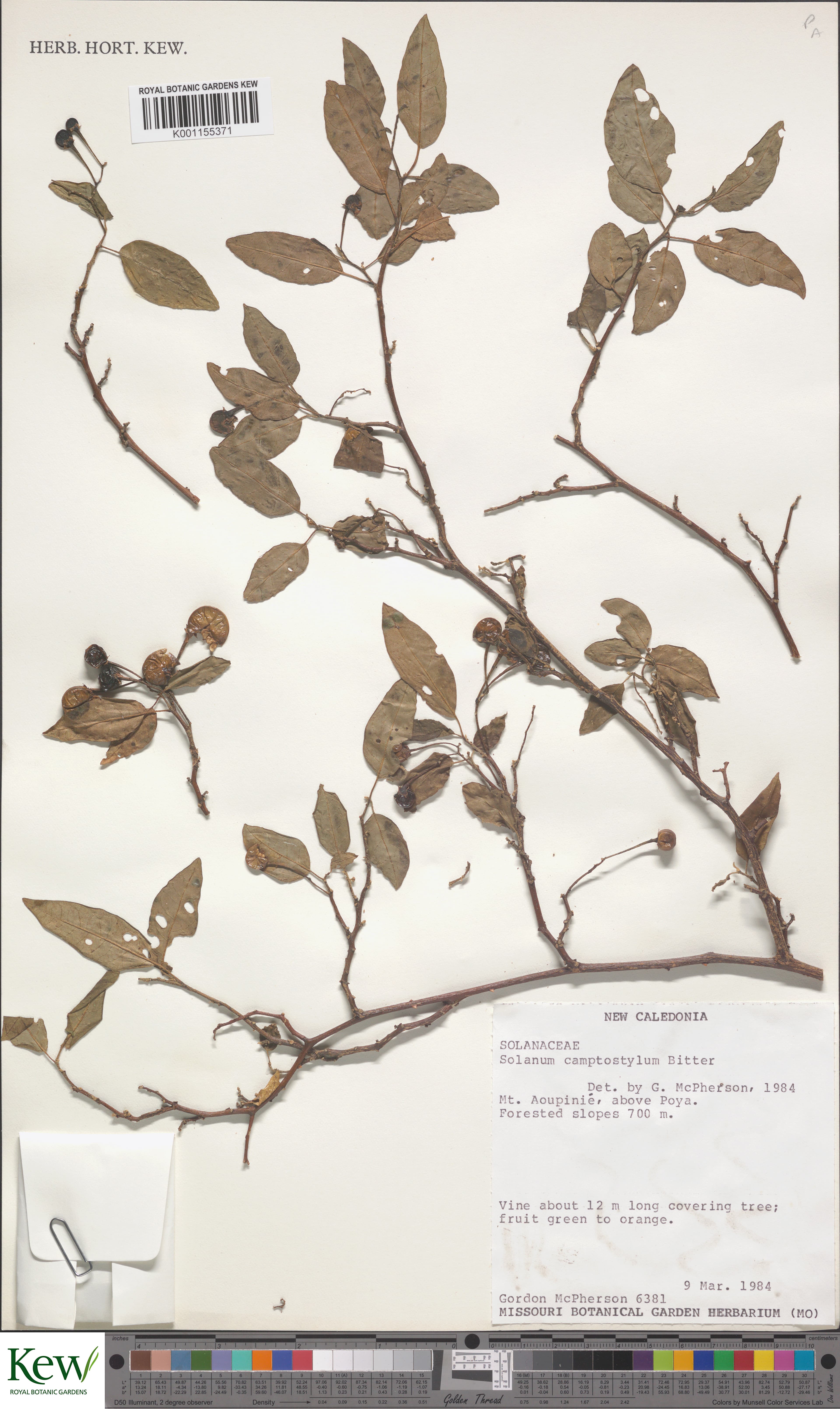 Solanum camptostylum