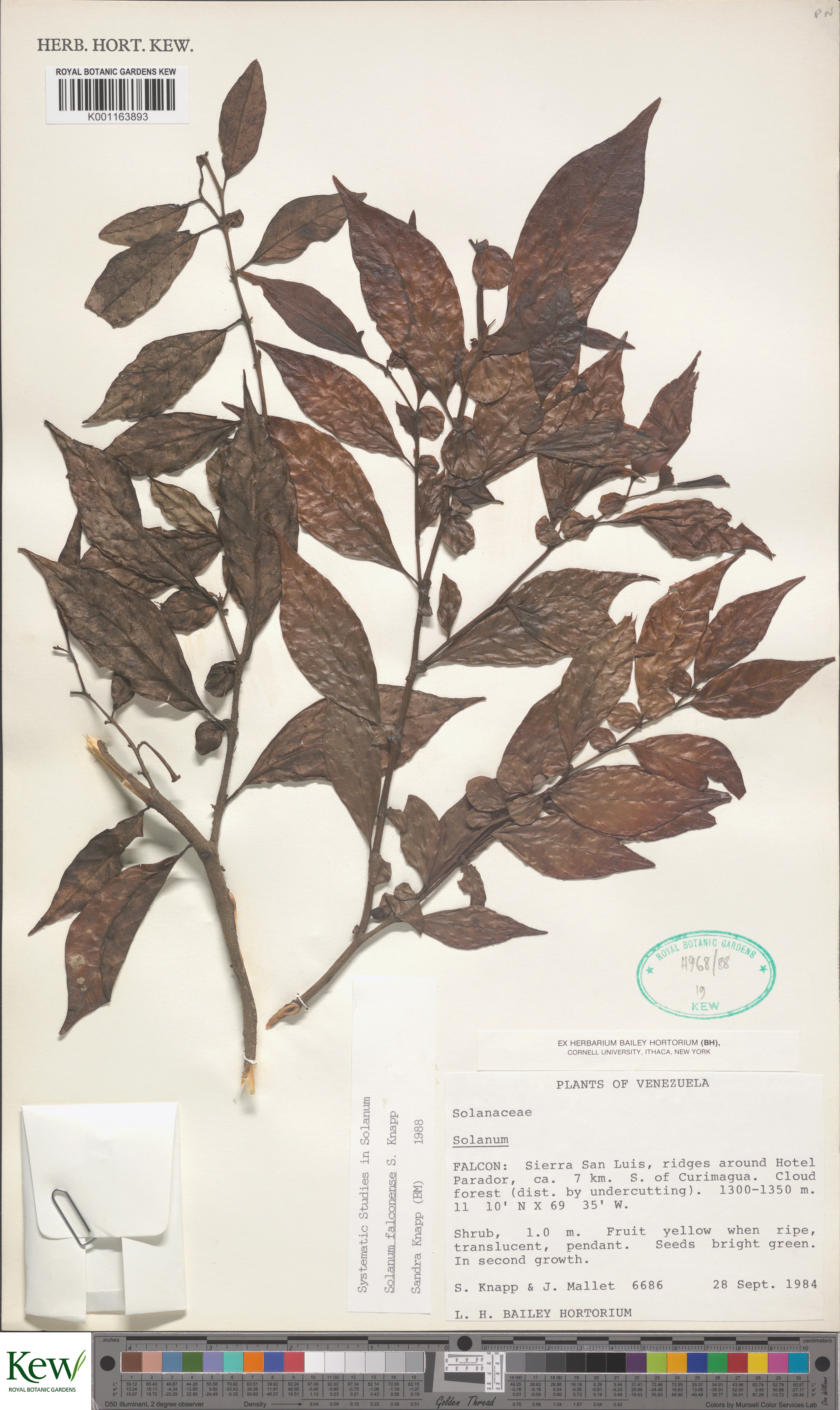 Solanum falconense