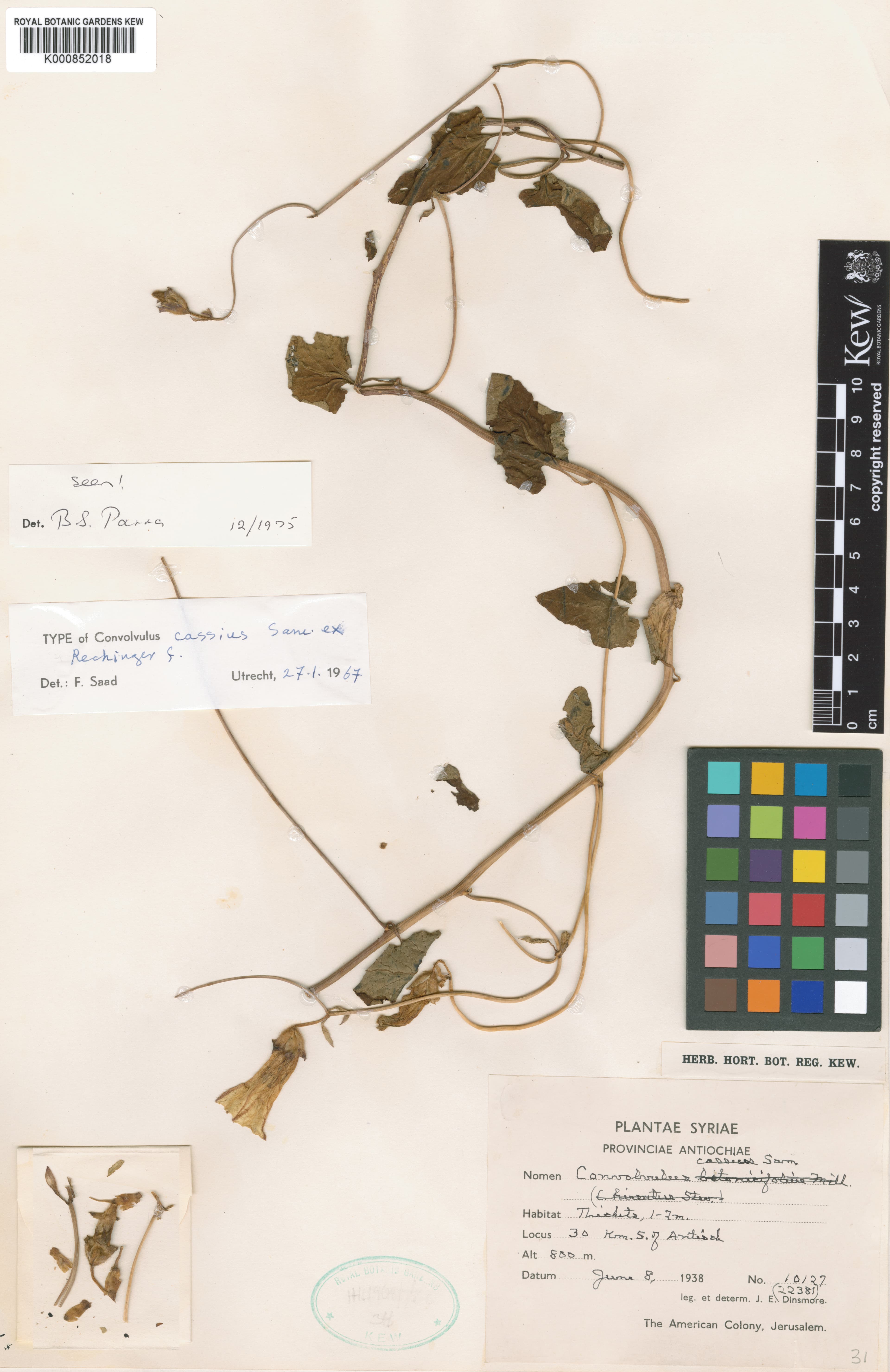 Convolvulus cassius
