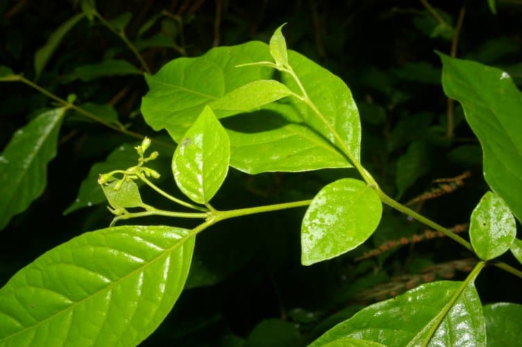 Solanum celsum