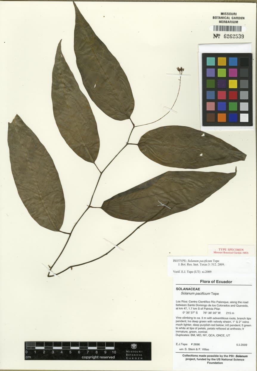 Solanum pacificum