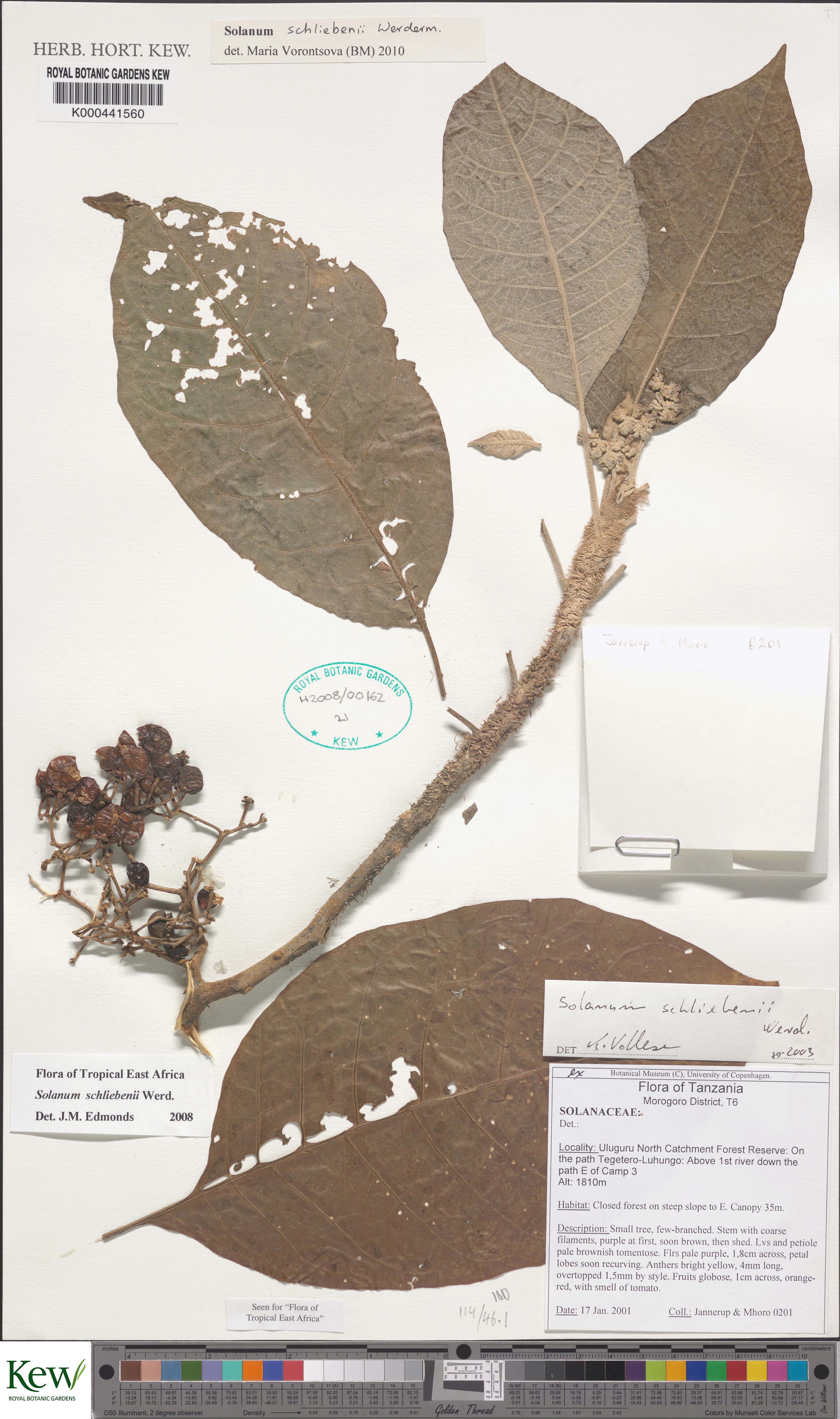 Solanum schliebenii