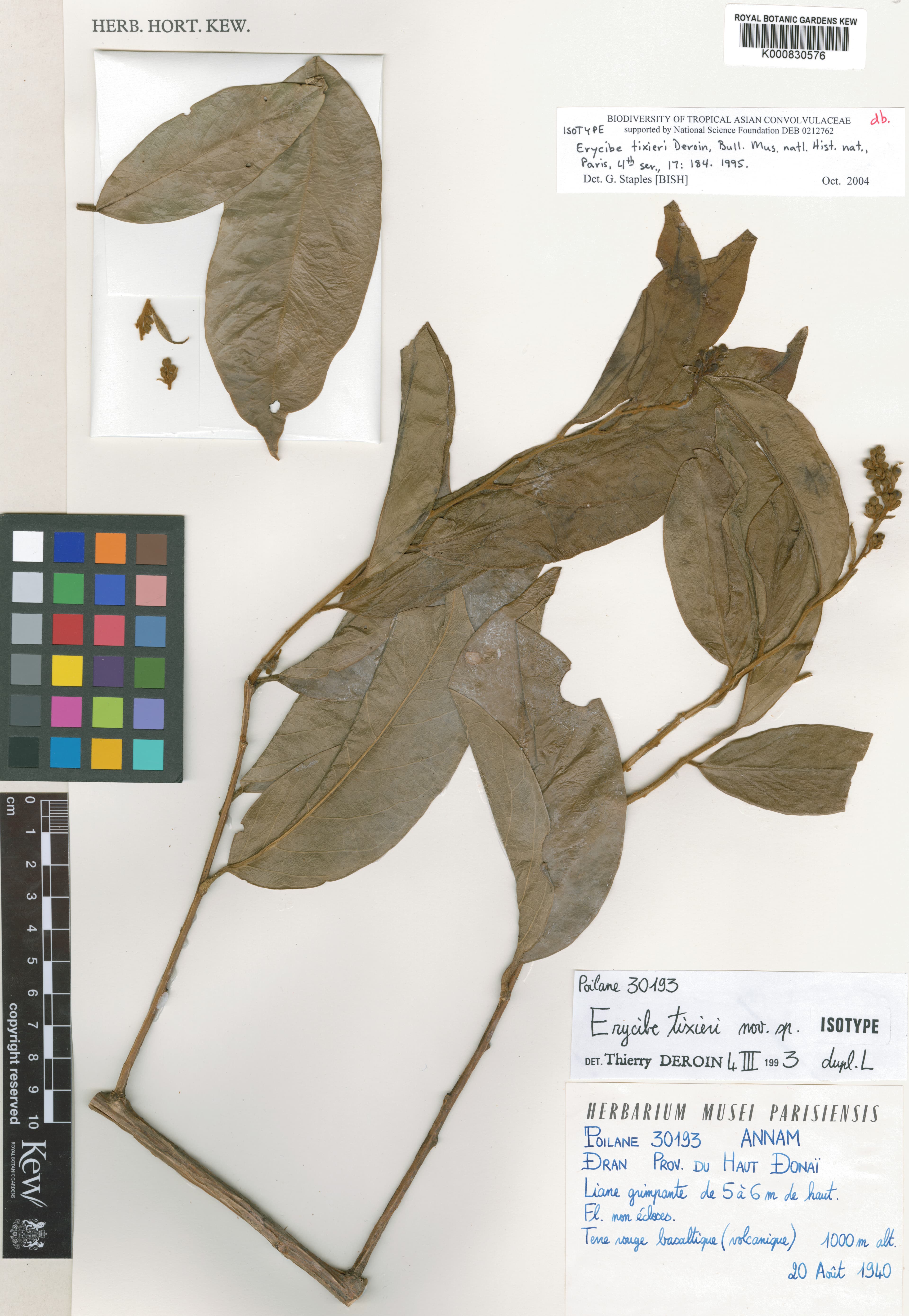 Erycibe tixieri