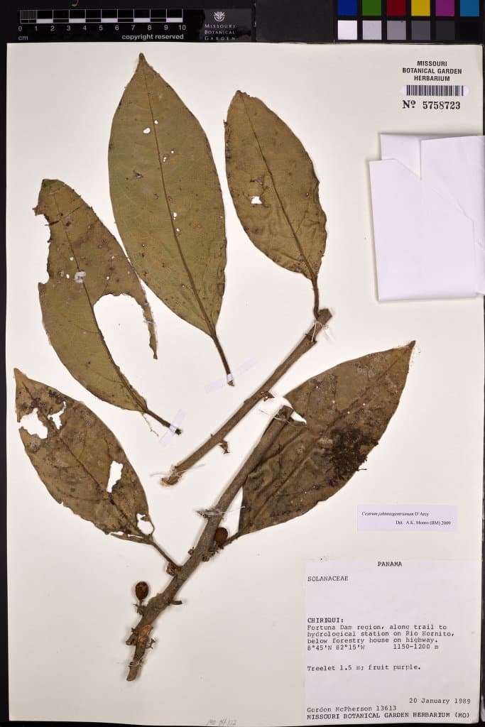 Cestrum johnniegentryanum