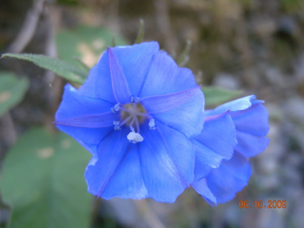 Jacquemontia longipedunculata