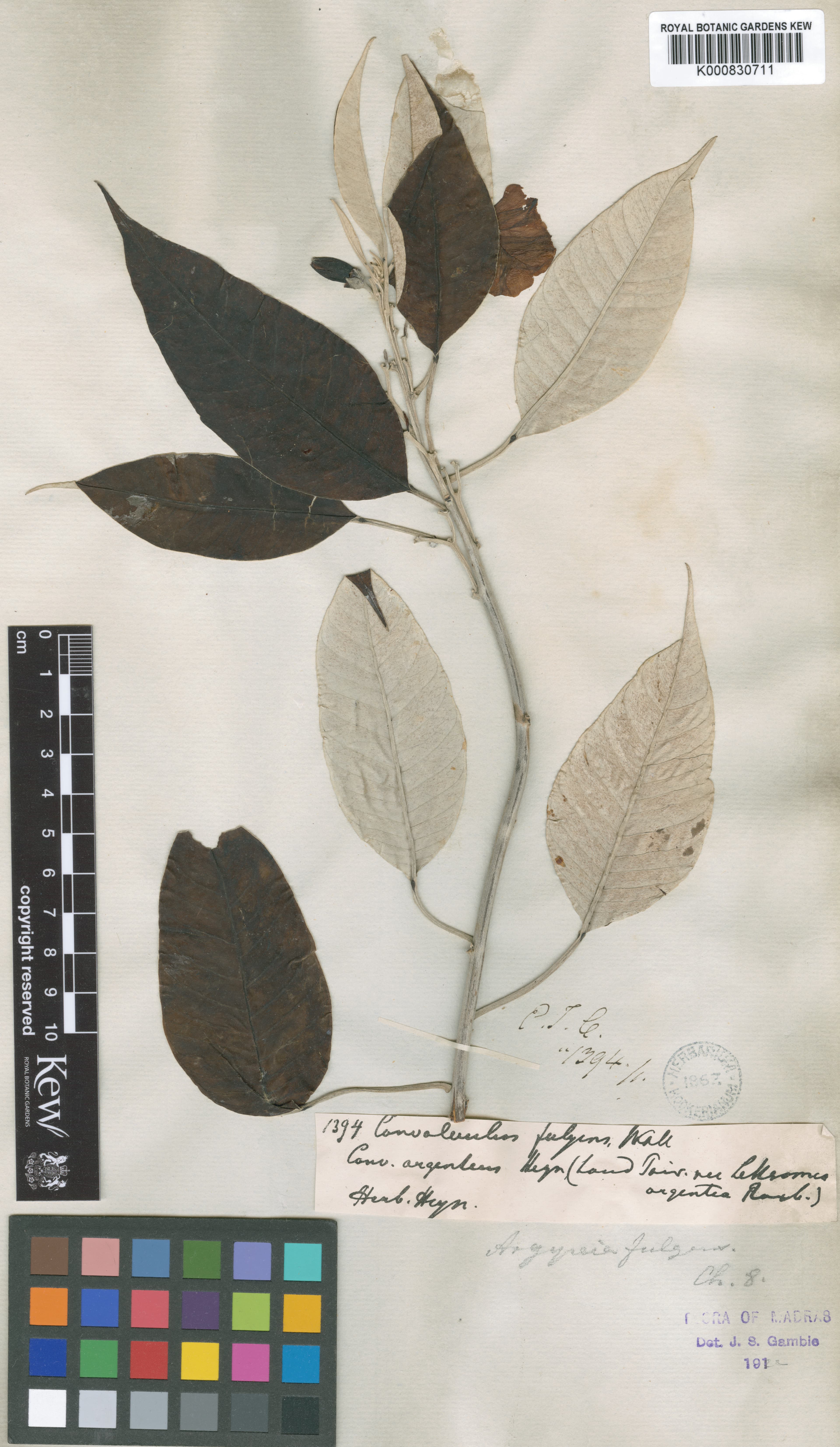 Argyreia fulgens