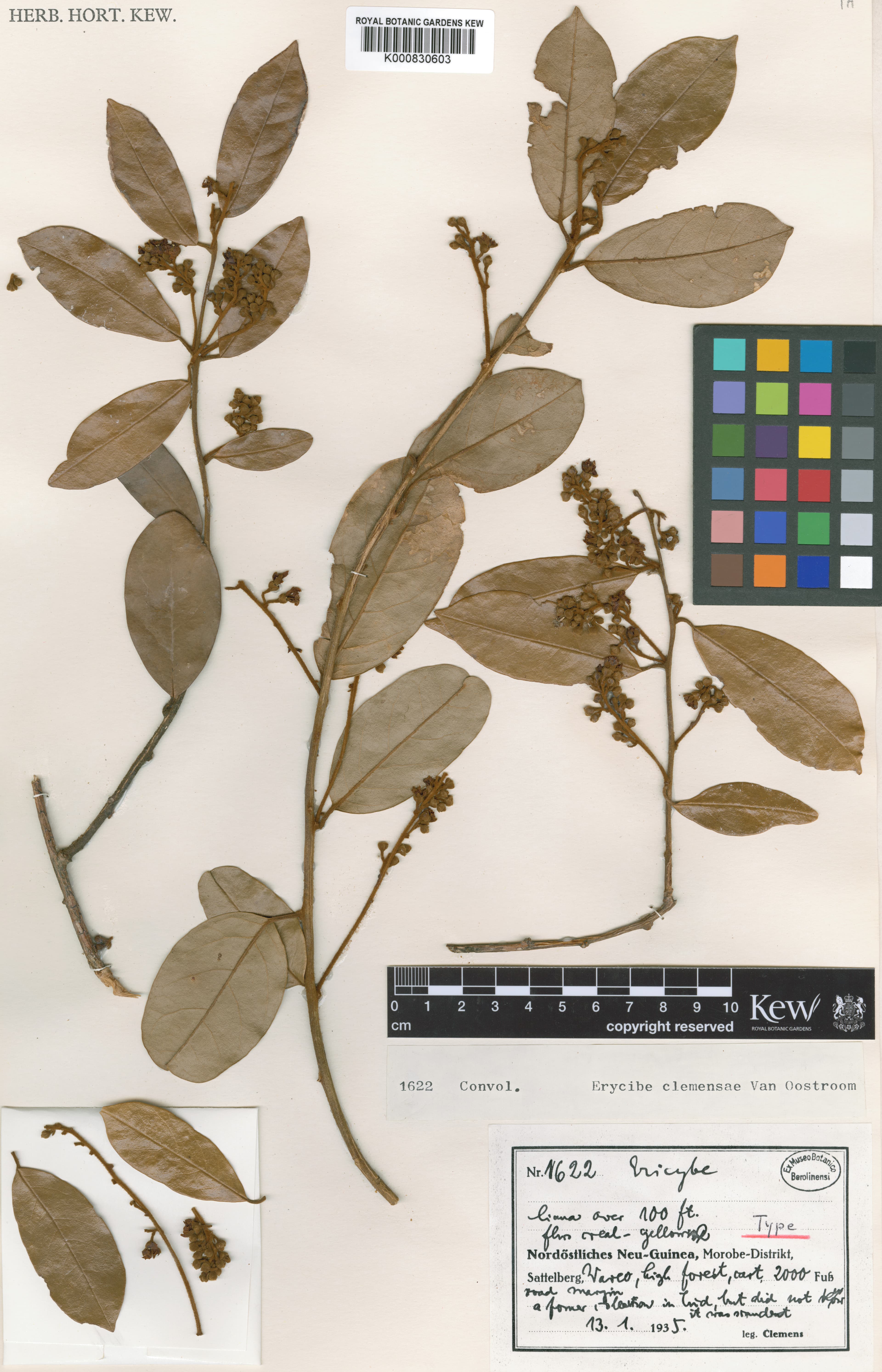 Erycibe clemensiae