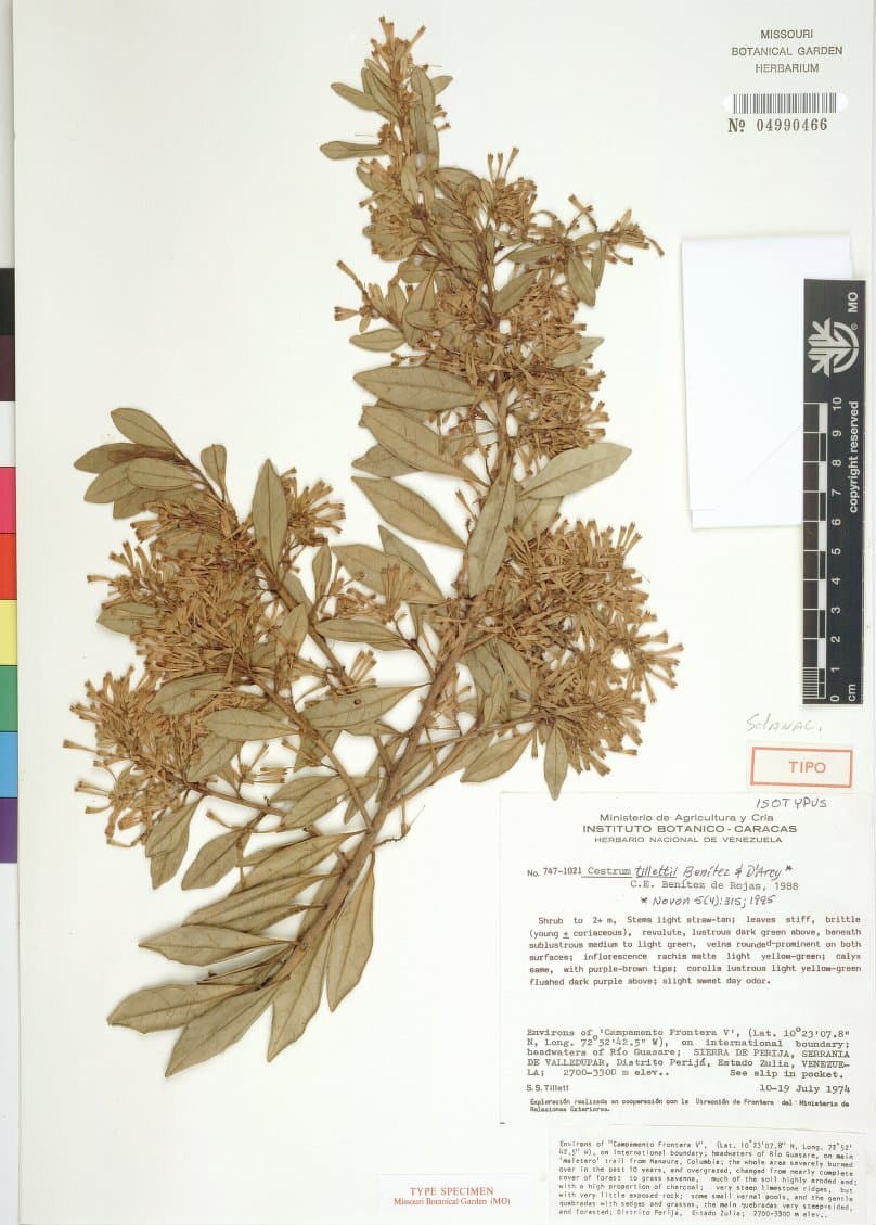 Cestrum tillettii