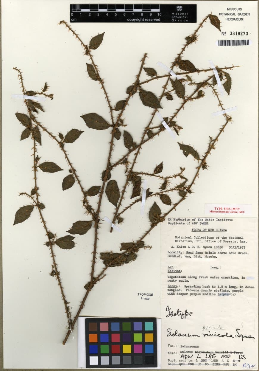 Solanum rivicola