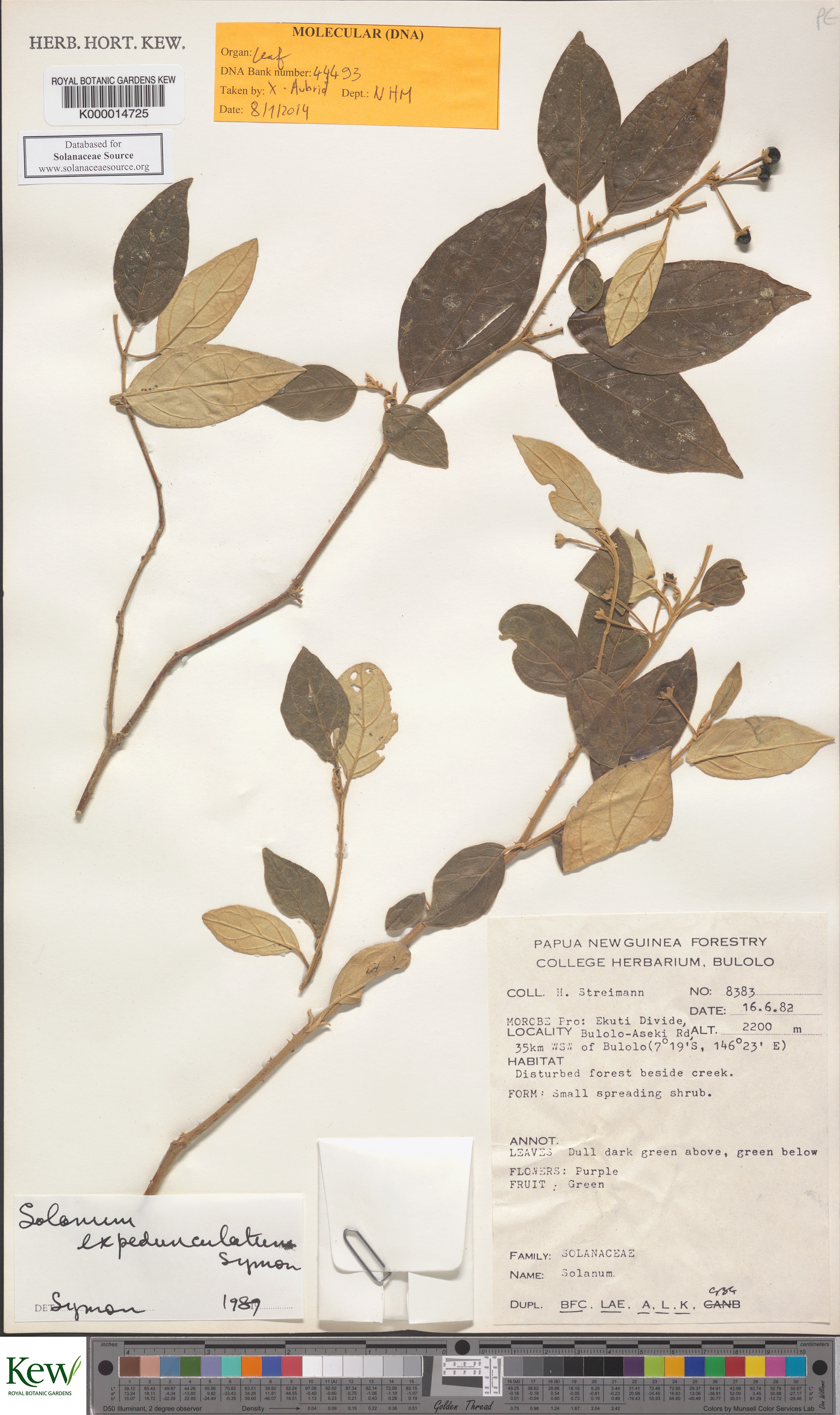Solanum expedunculatum