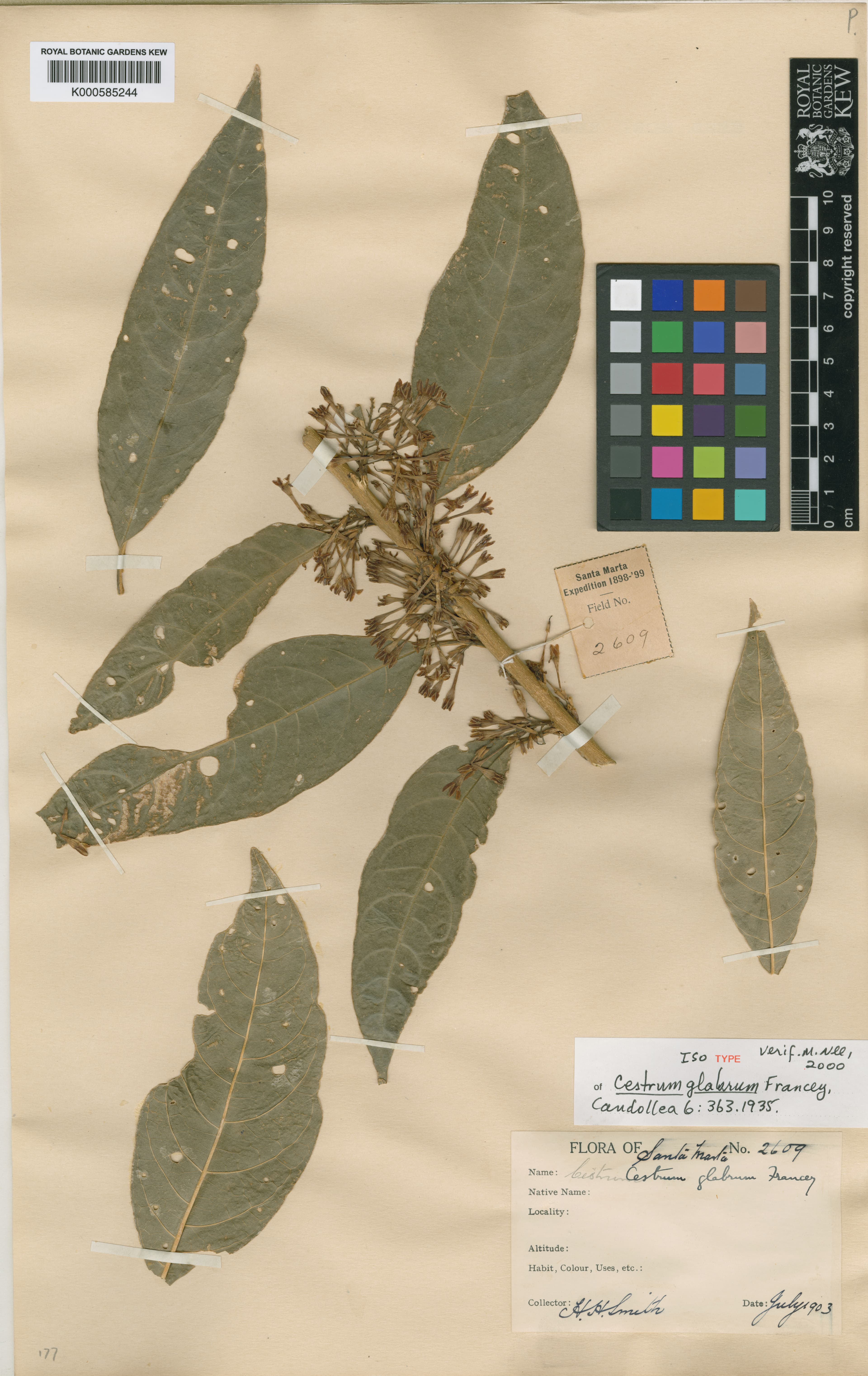 Cestrum glabrum
