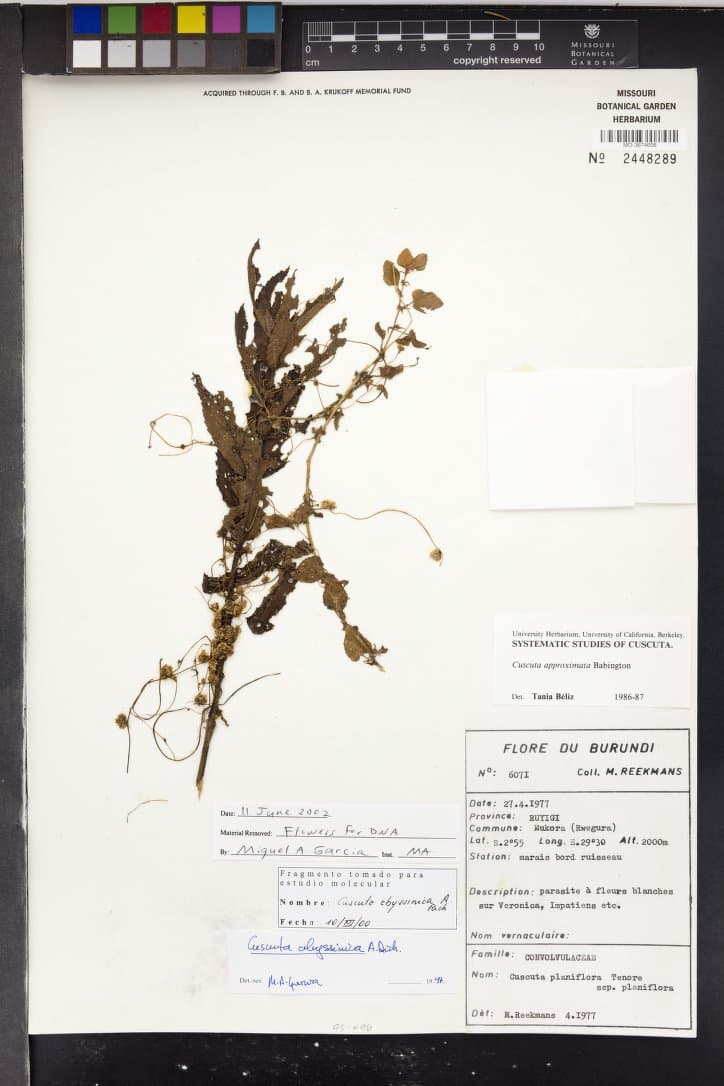 Cuscuta abyssinica