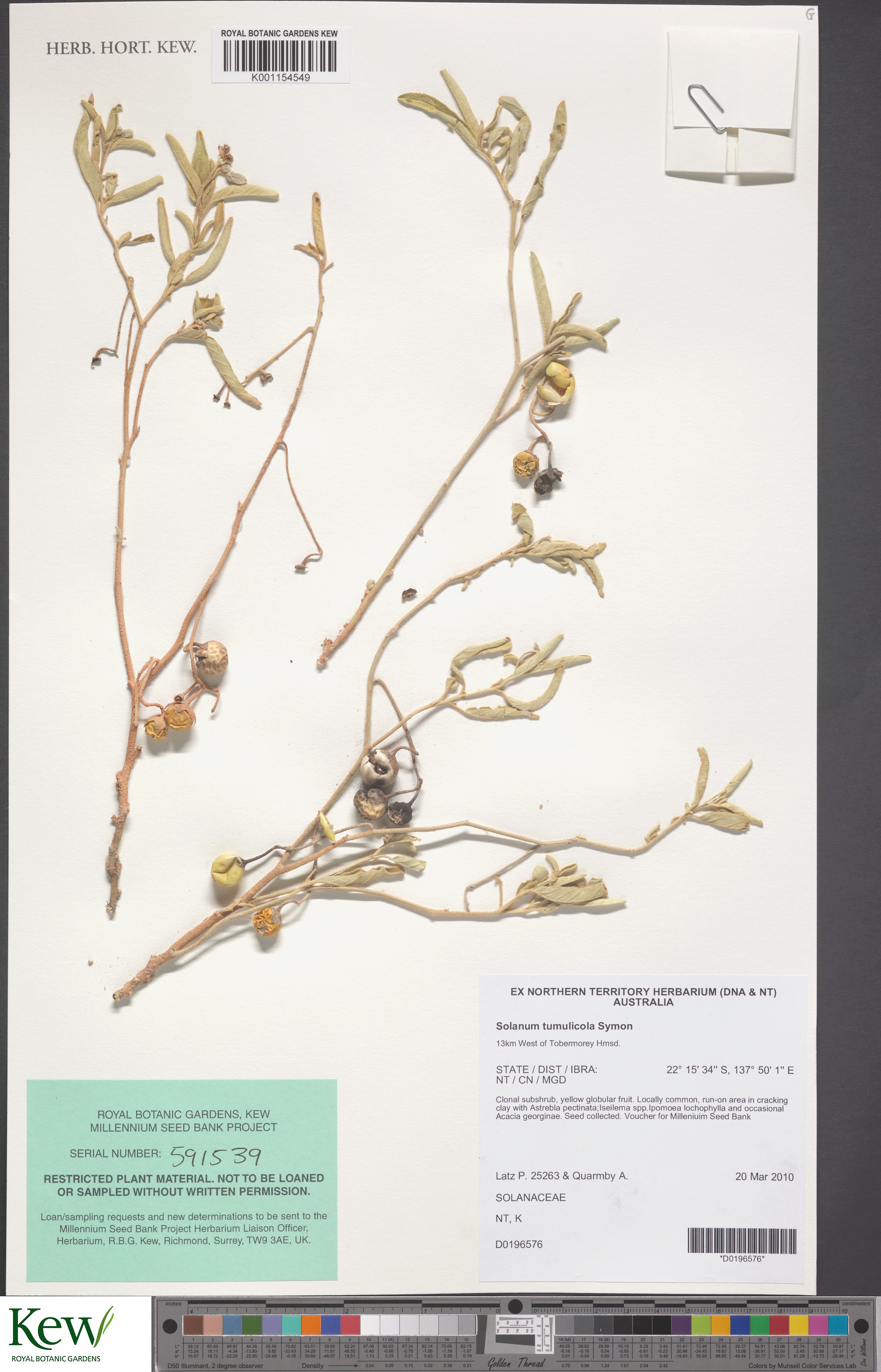Solanum tumulicola
