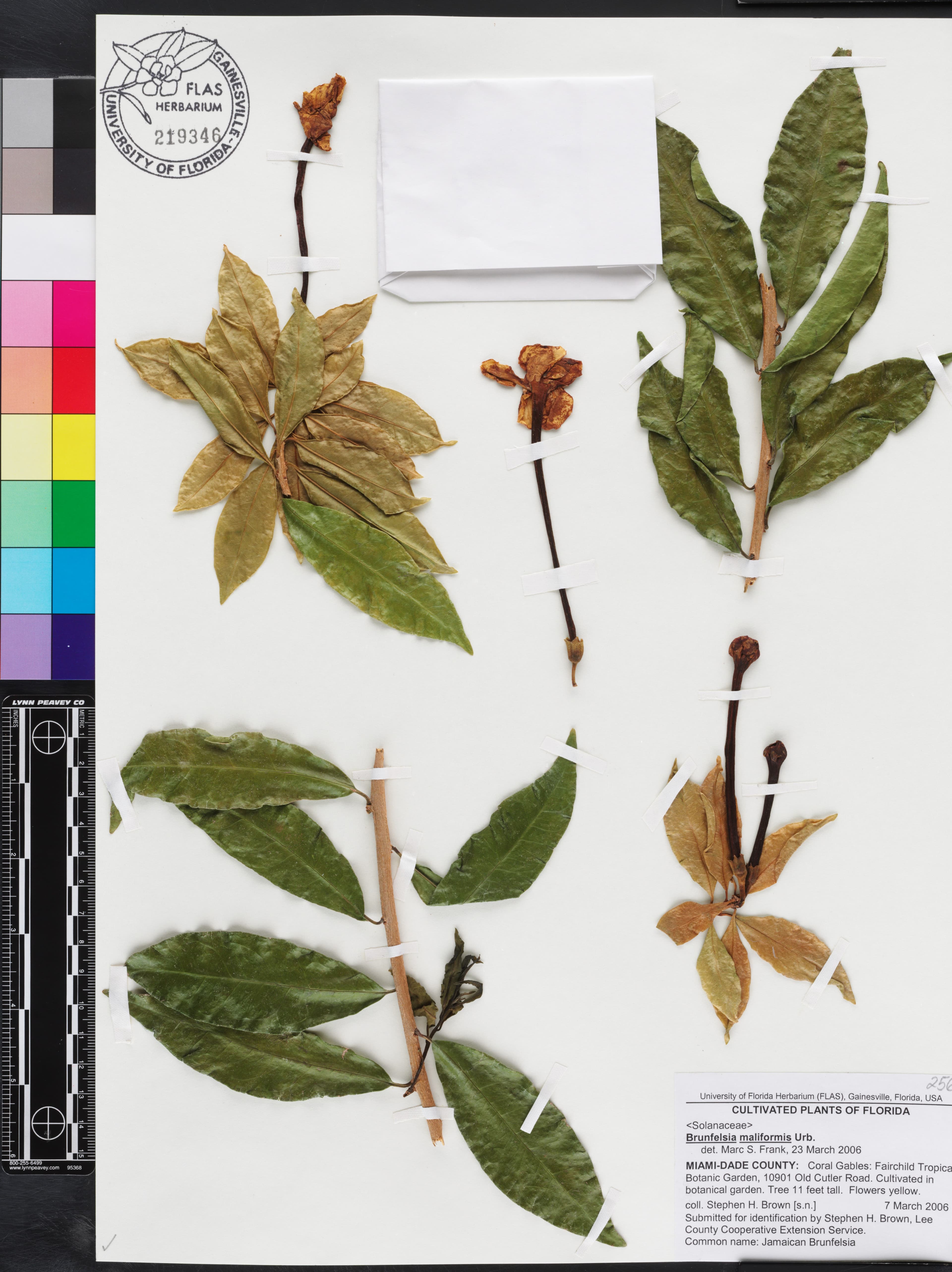 Brunfelsia maliformis