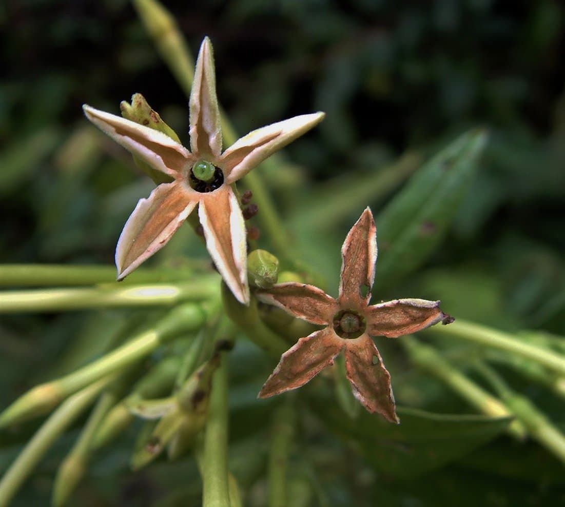 longflower cestrum