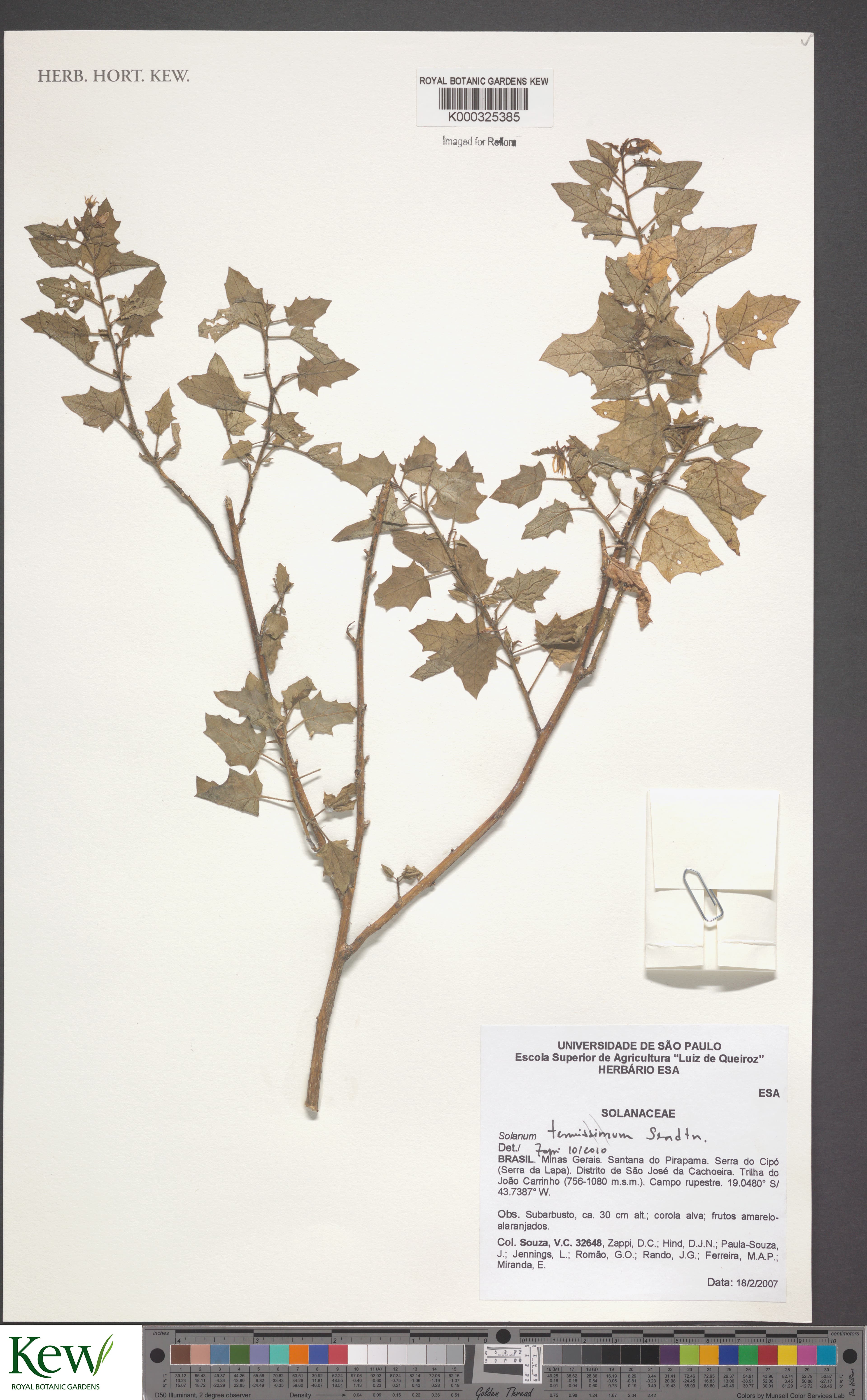 Solanum tenuissimum