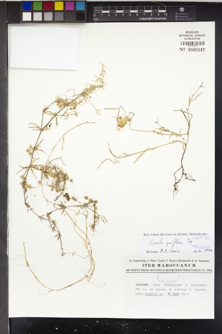 Cuscuta parviflora