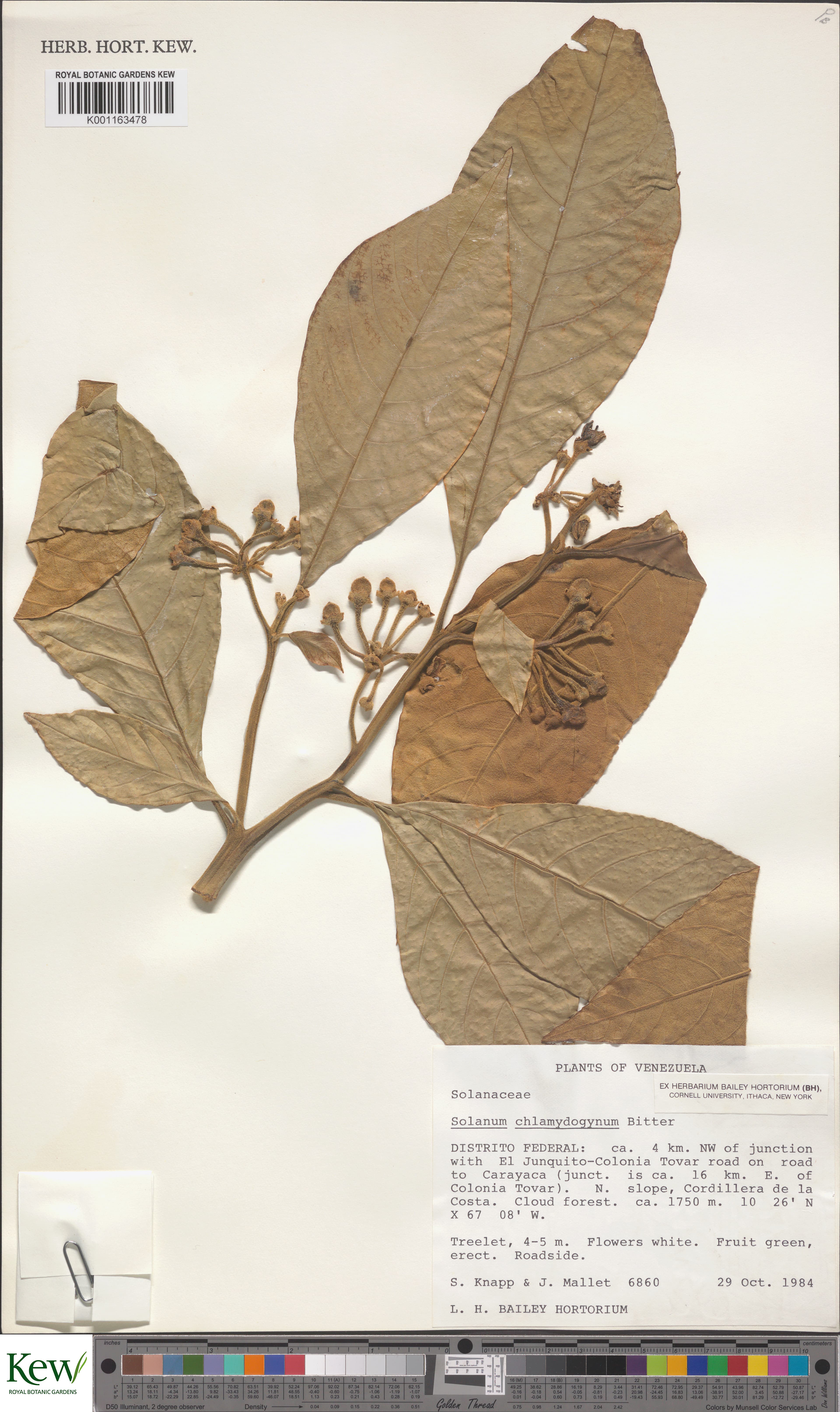 Solanum chlamydogynum