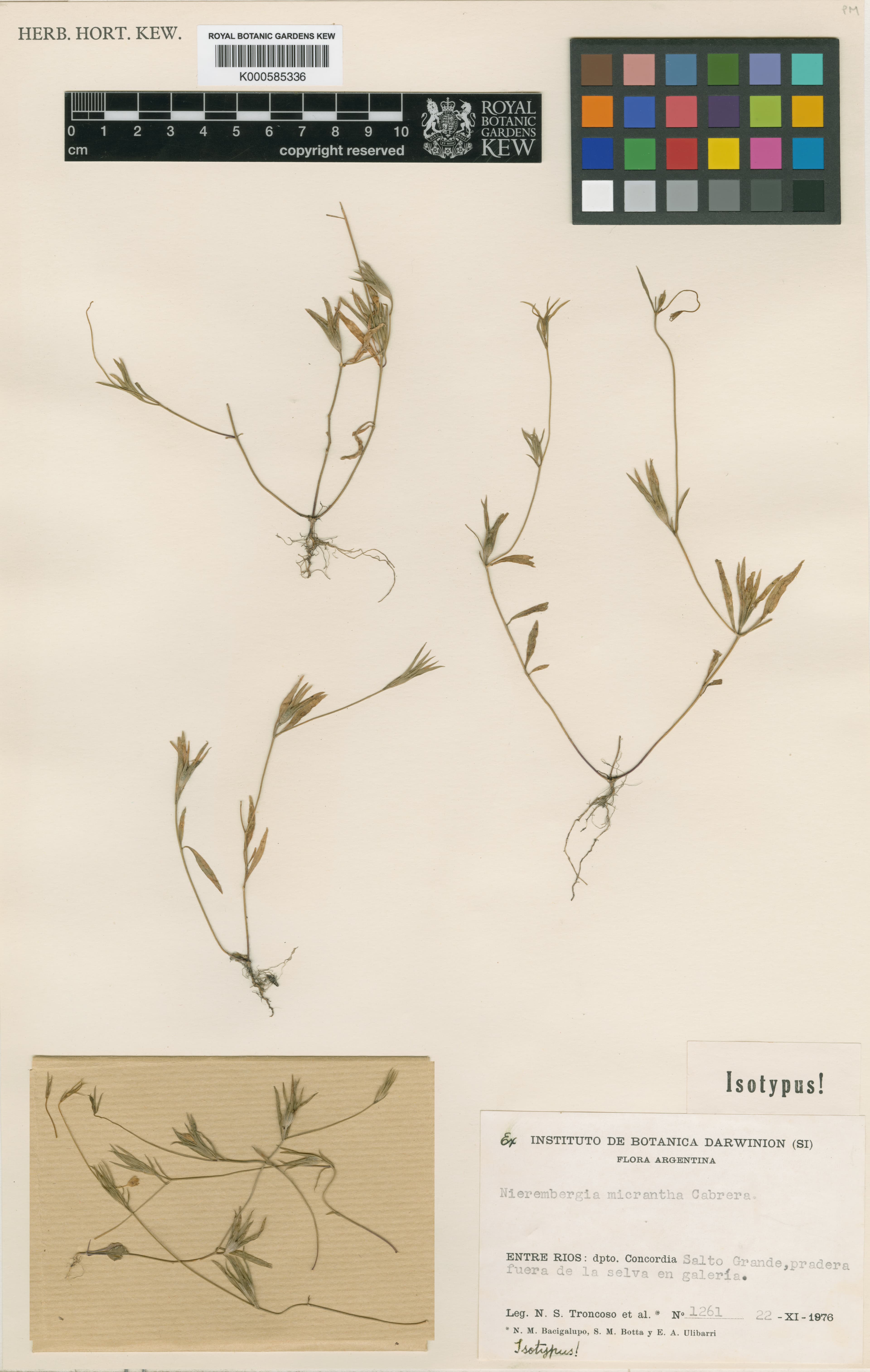 Nierembergia micrantha