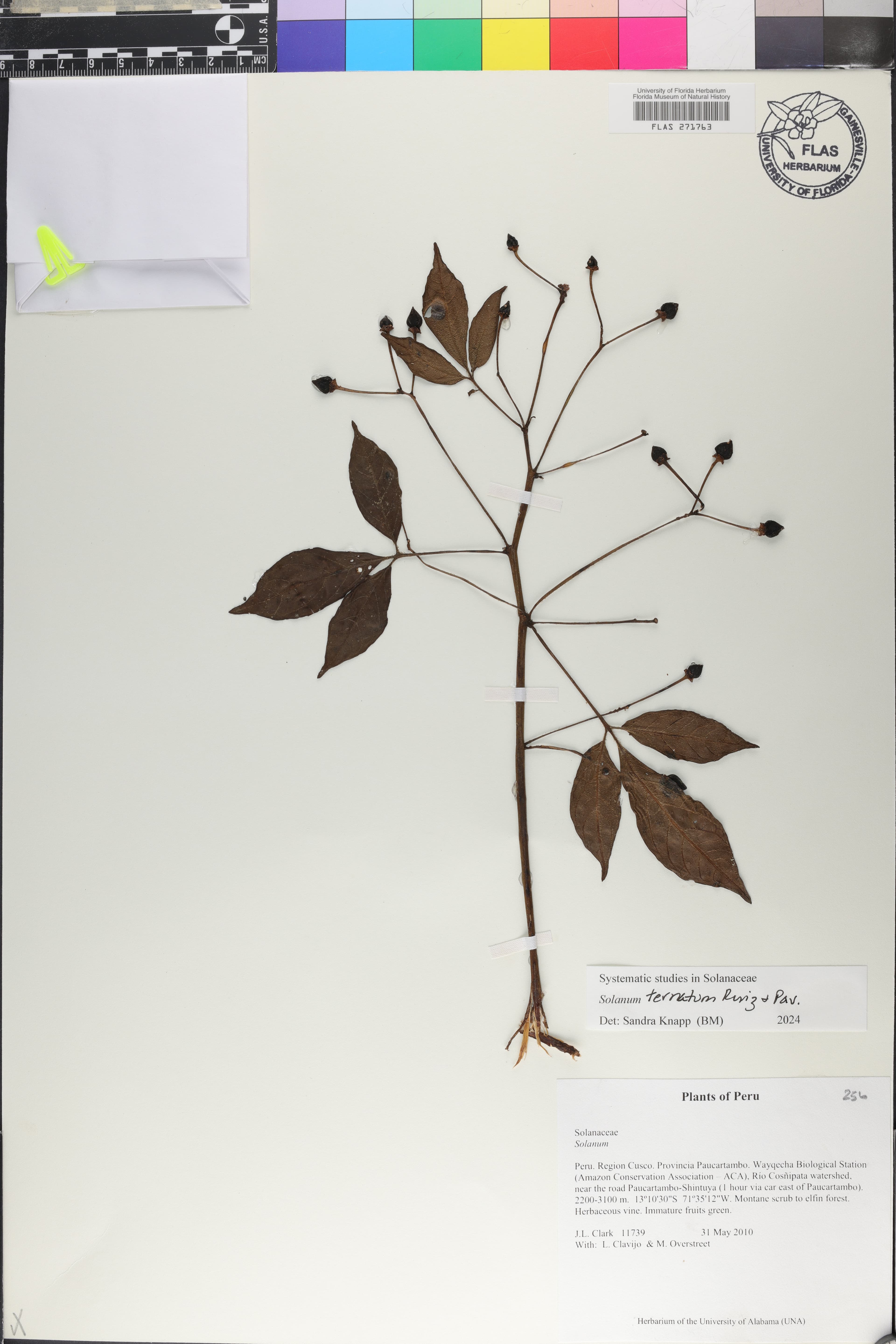 Solanum terraneum