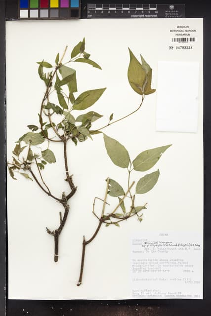 Cornus schindleri