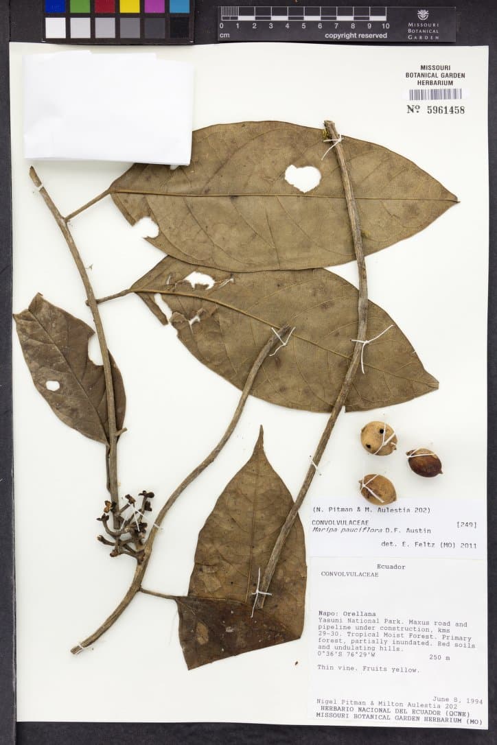 Maripa pauciflora