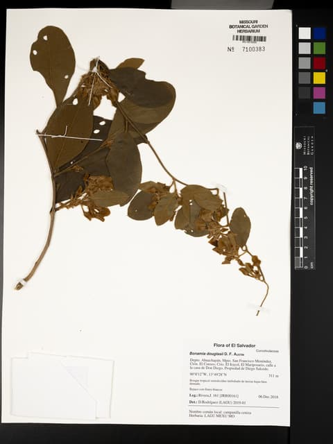 Bonamia douglasii