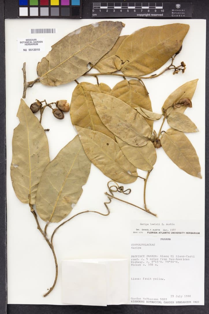 Maripa lewisii