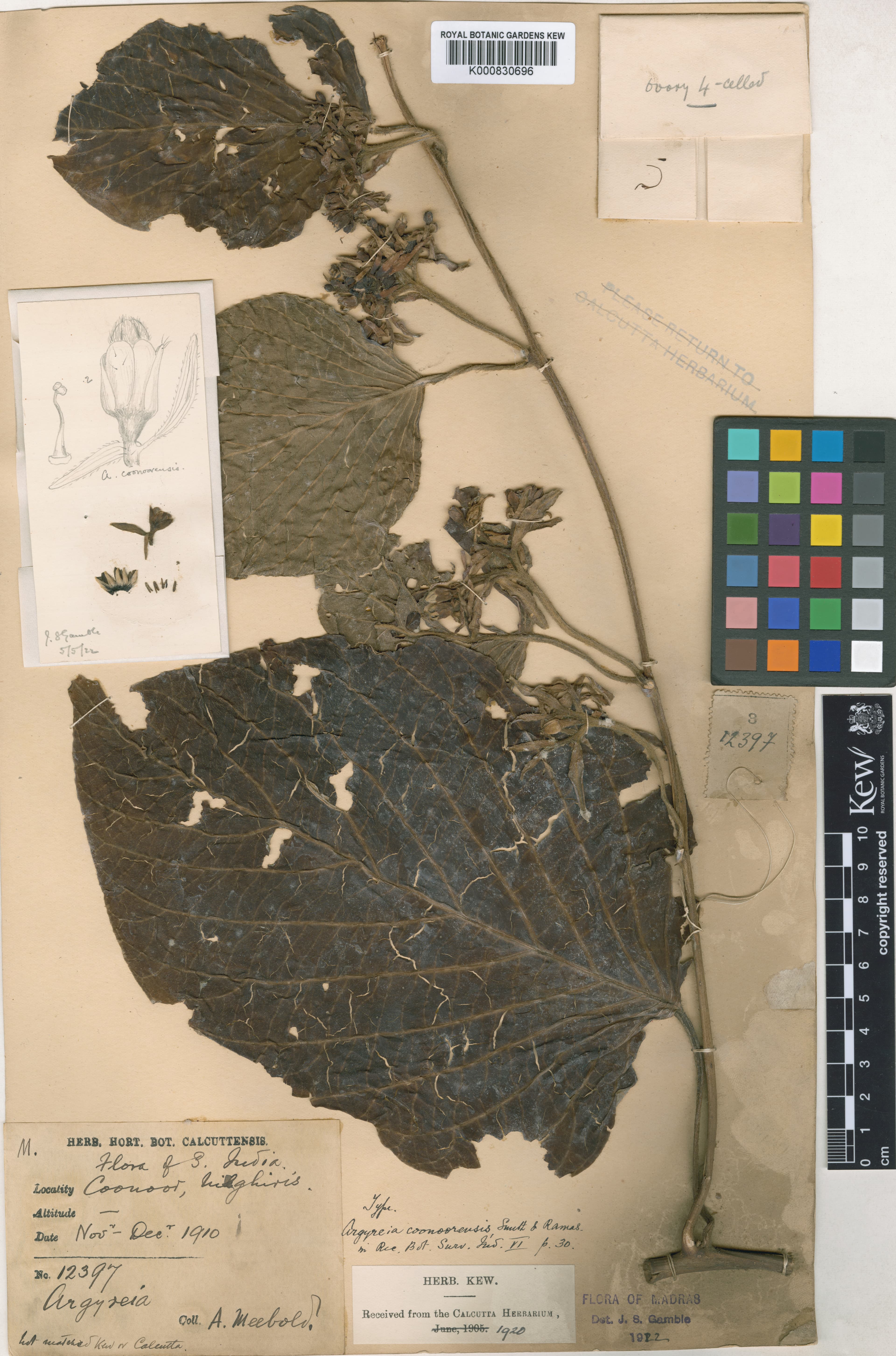 Argyreia coonoorensis