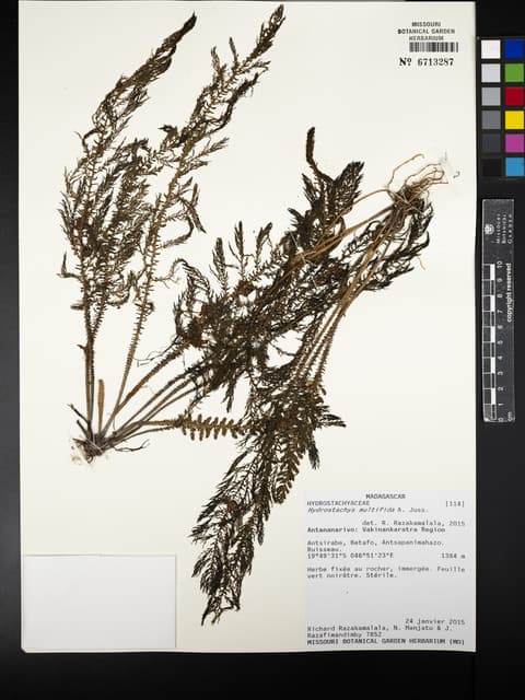 Hydrostachys multifida