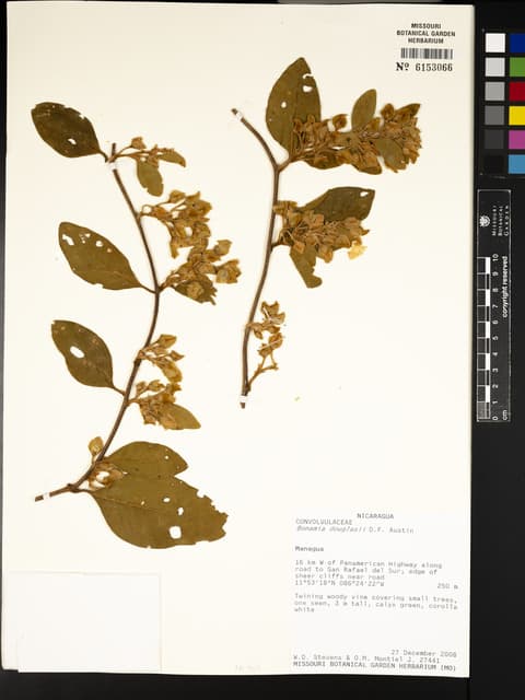 Bonamia douglasii