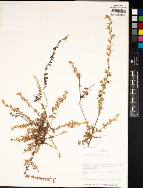 Evolvulus incanus