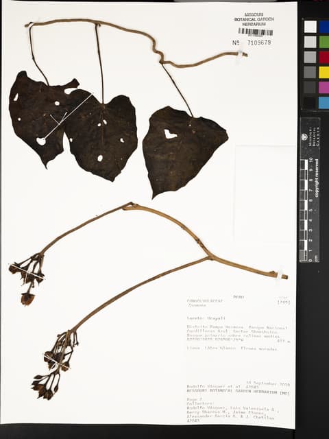Ipomoea amazonica