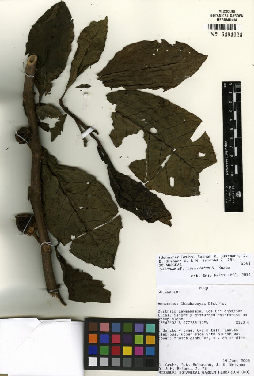 Solanum cucullatum