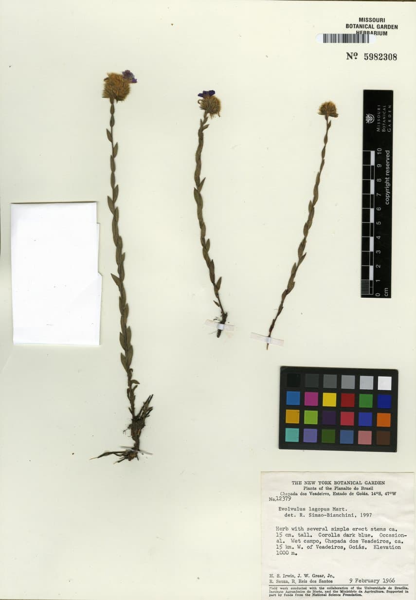 Evolvulus veadeirensis