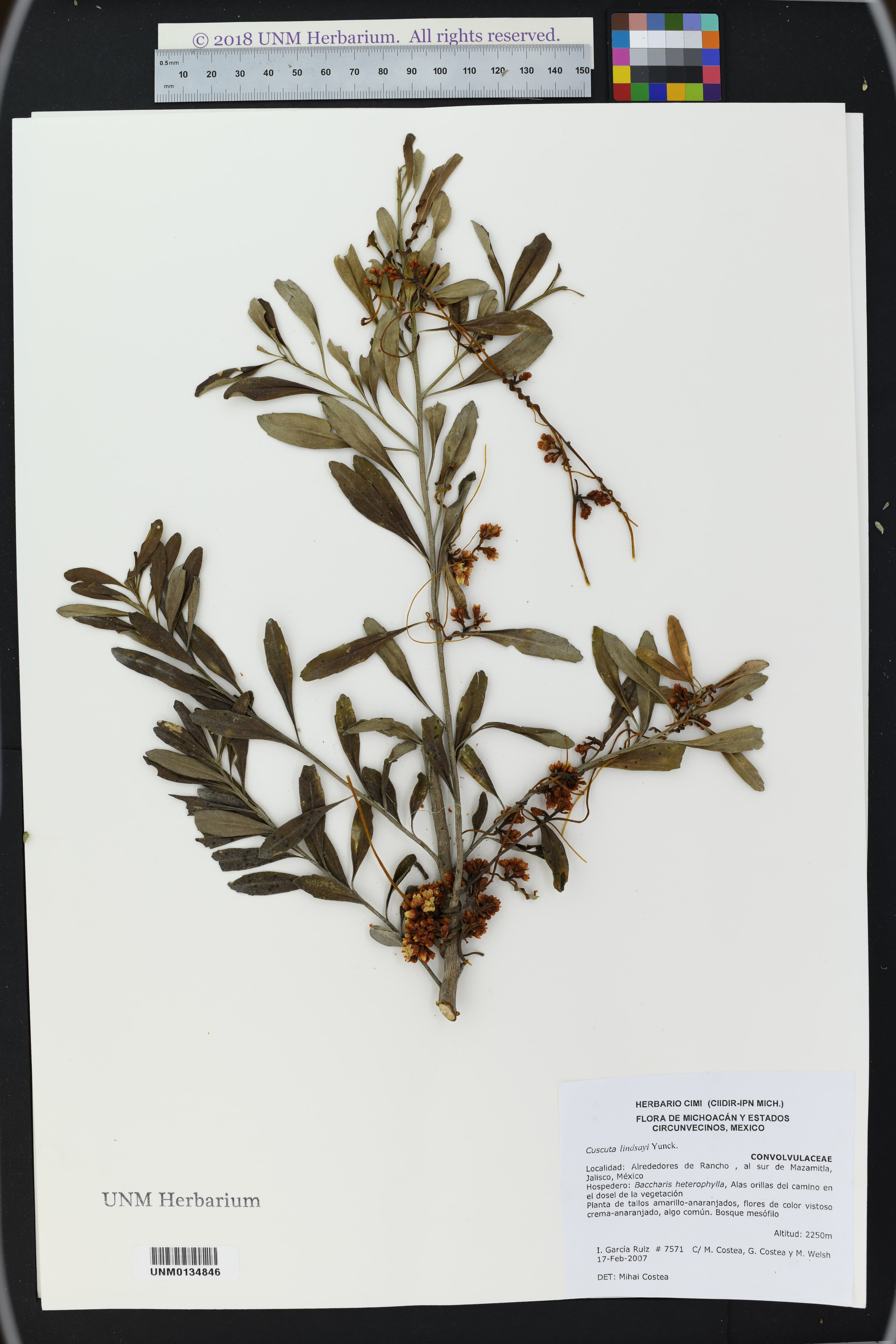 Cuscuta lindsayi