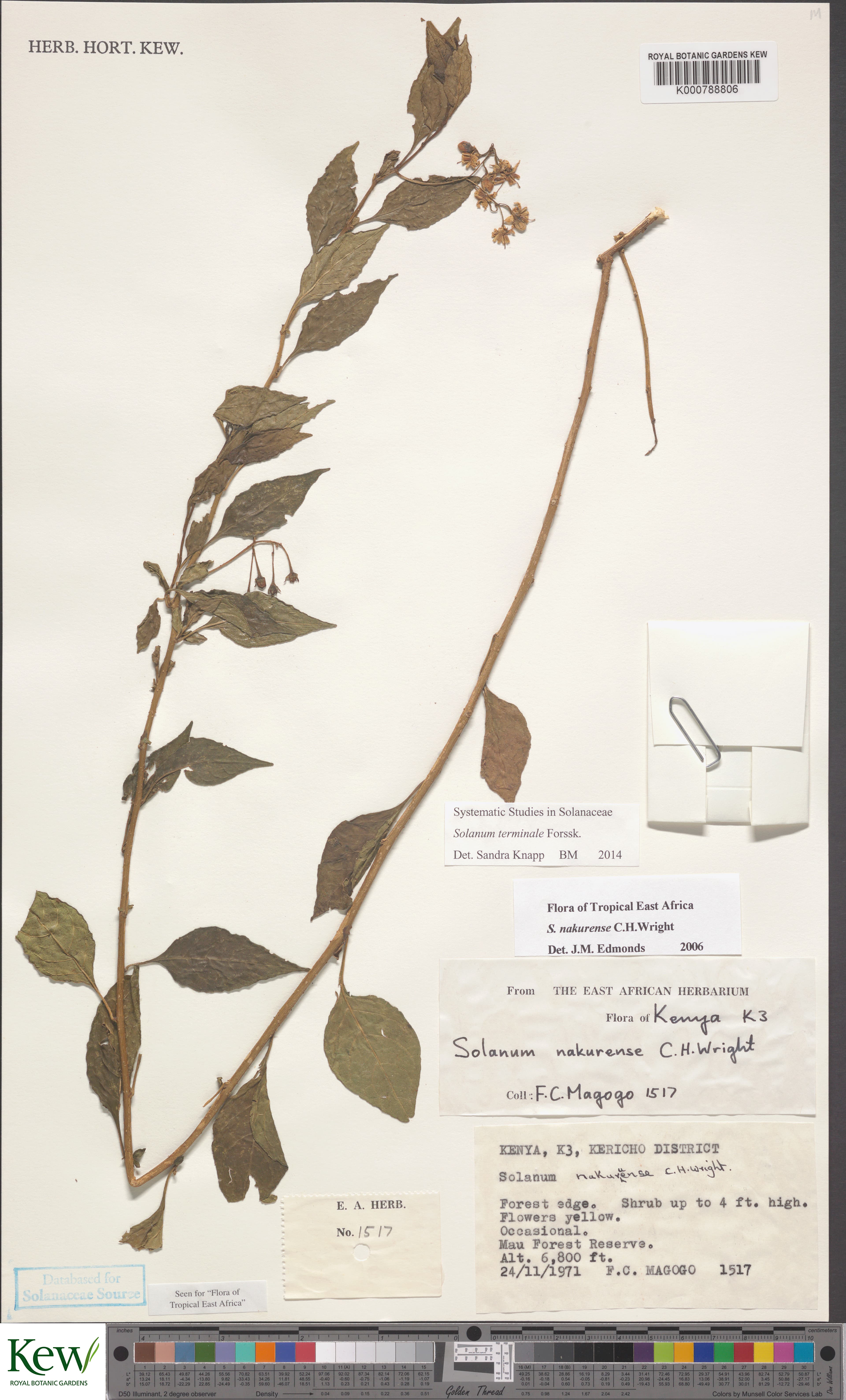 Solanum nakurense