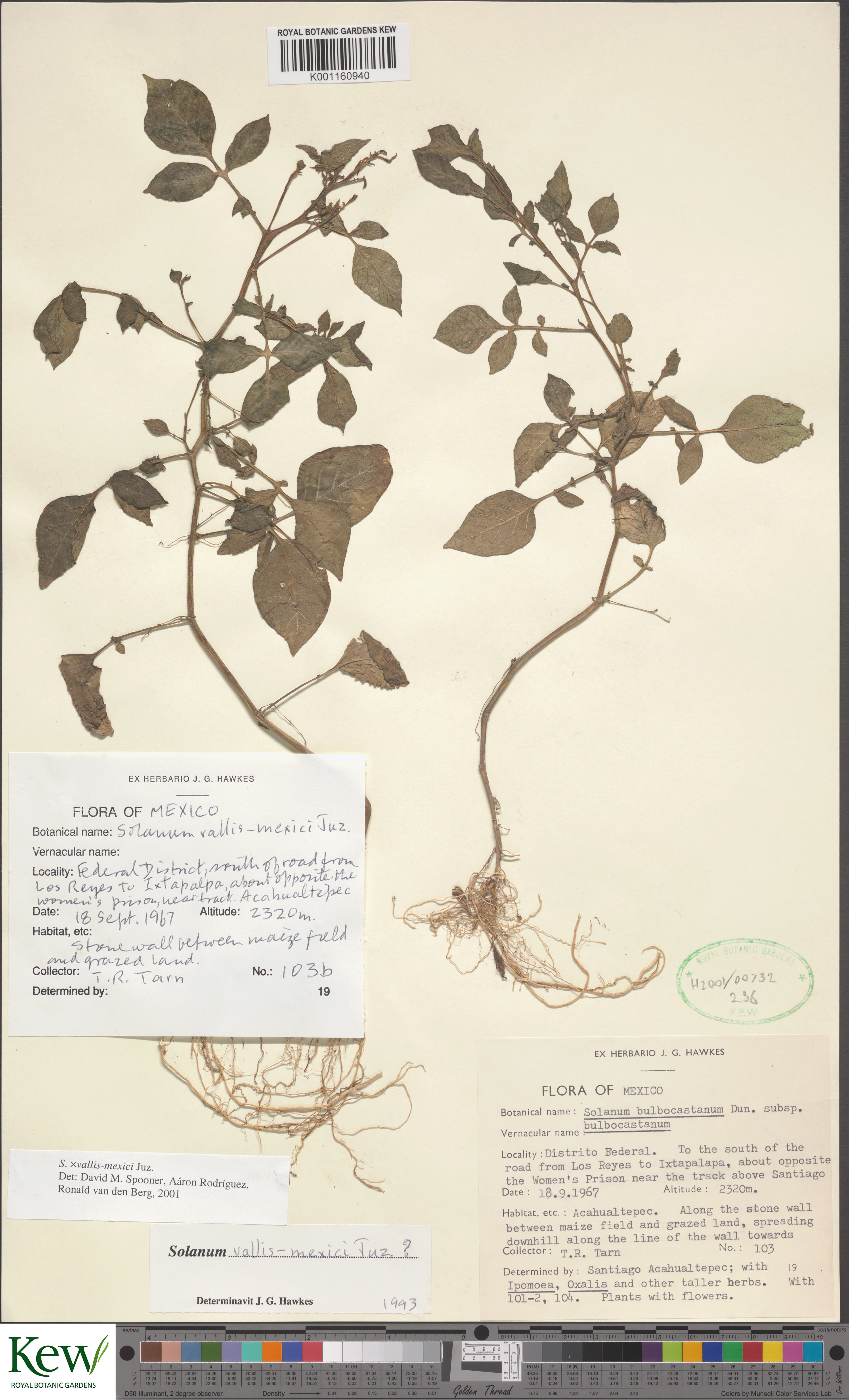 Solanum vallis-mexici