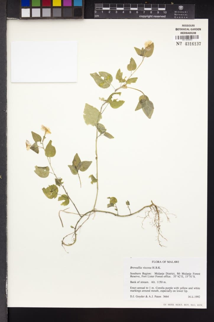 Browallia viscosa
