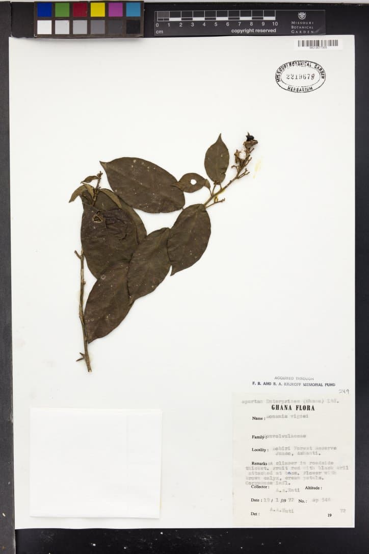 Bonamia vignei