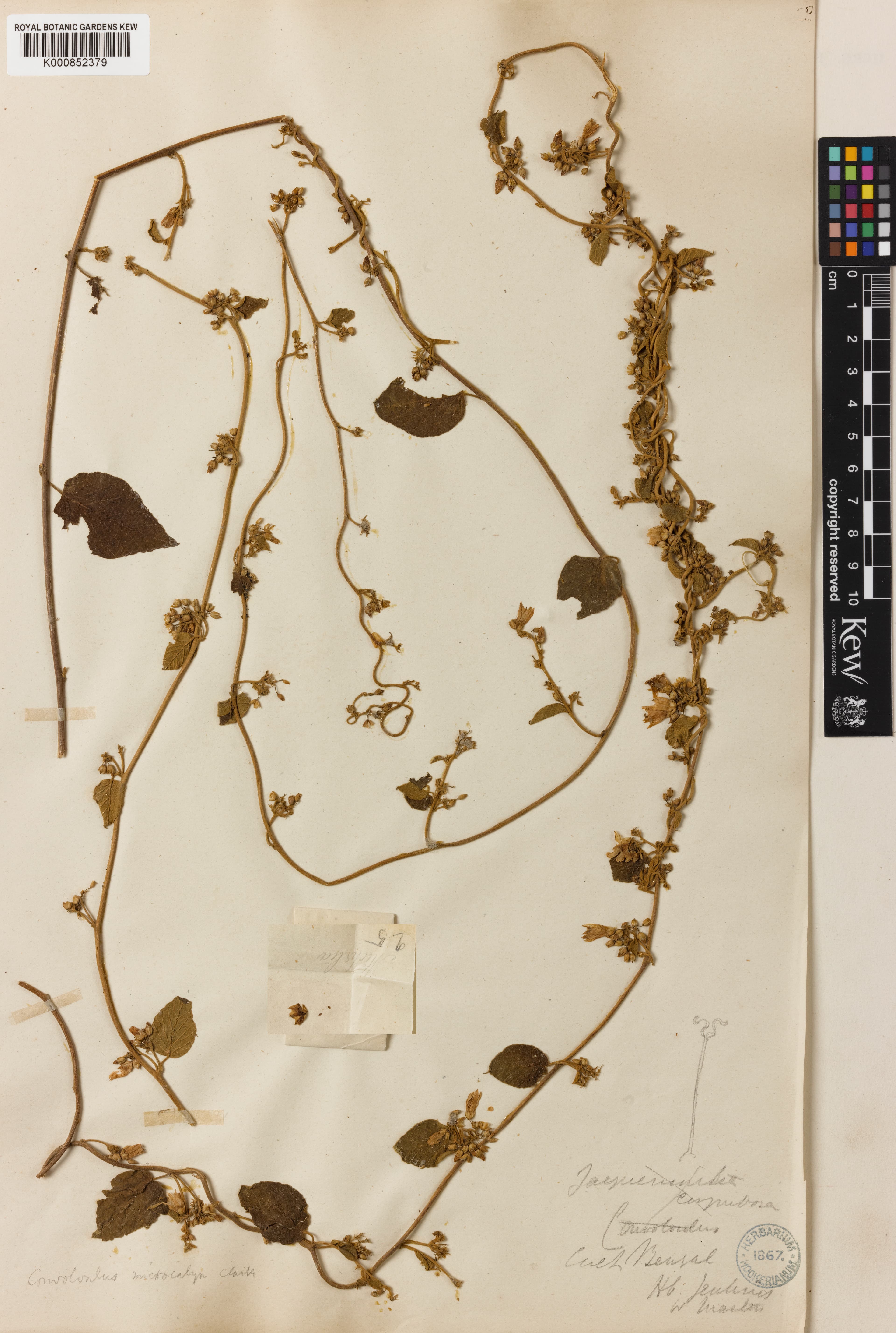 Convolvulus microcalyx
