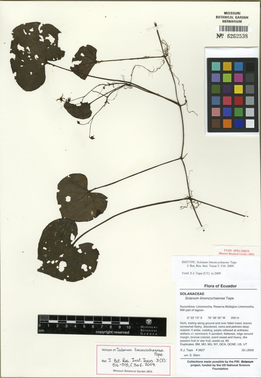 Solanum limoncochaense
