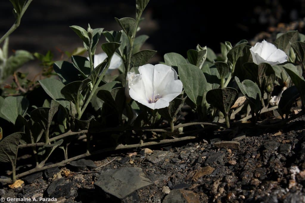 Bonamia riograndina