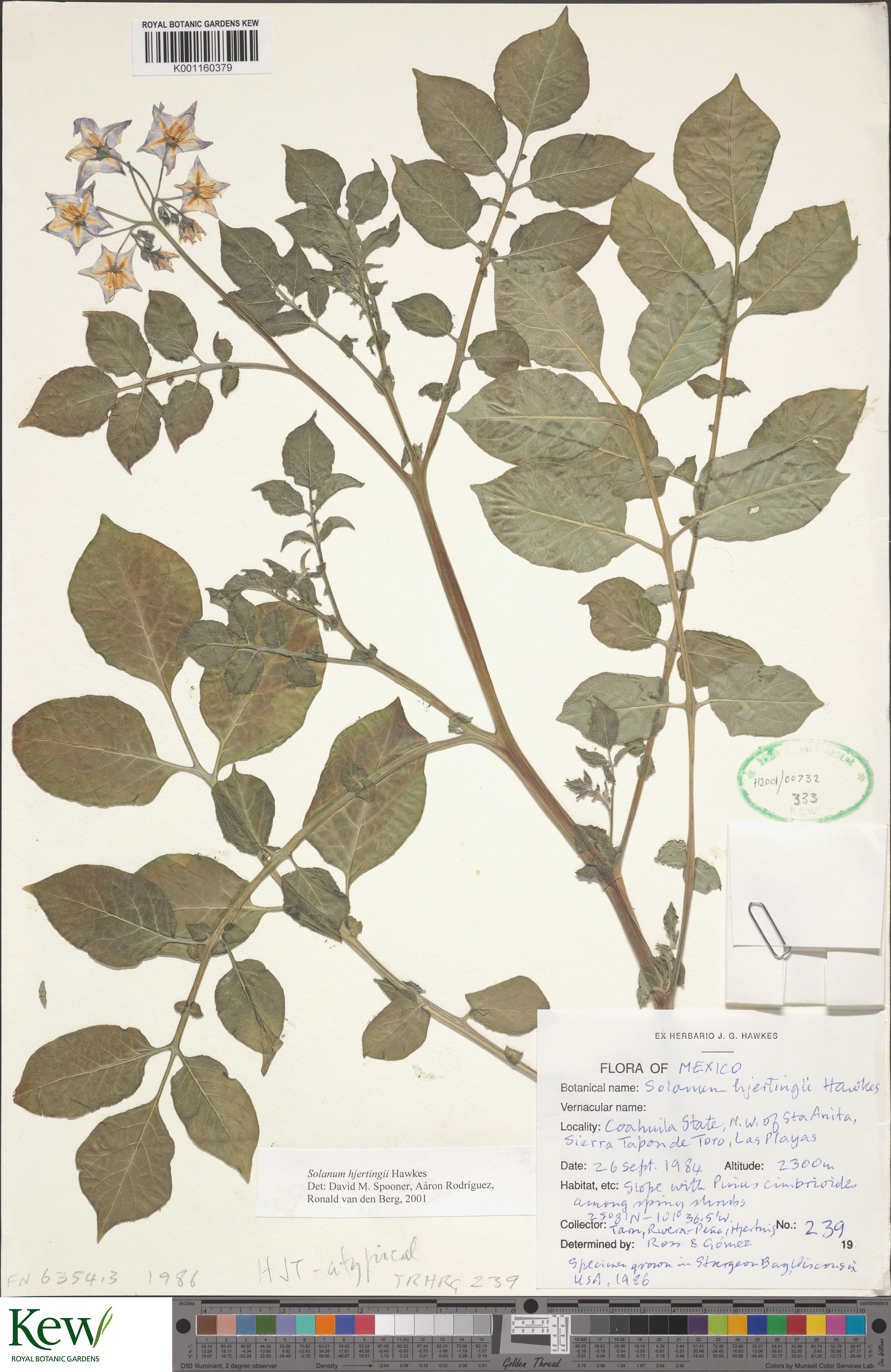 Solanum hjertingii