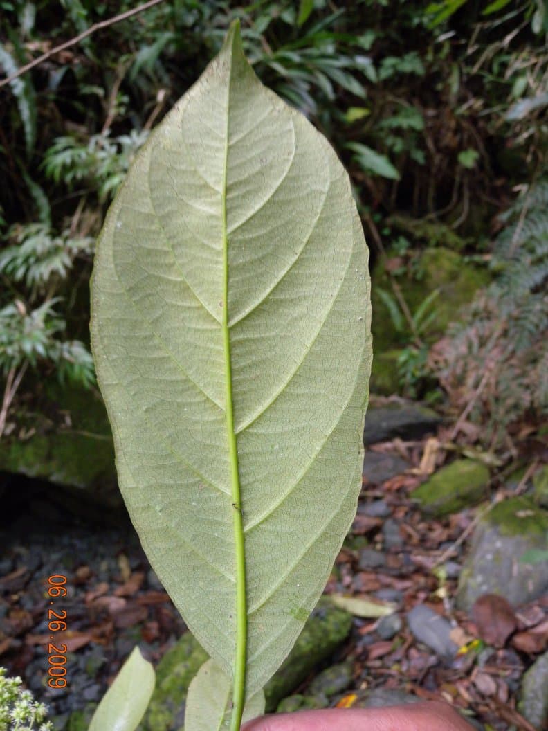 Hydrangea tarapotensis