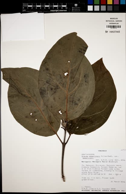 Grevea eggelingii