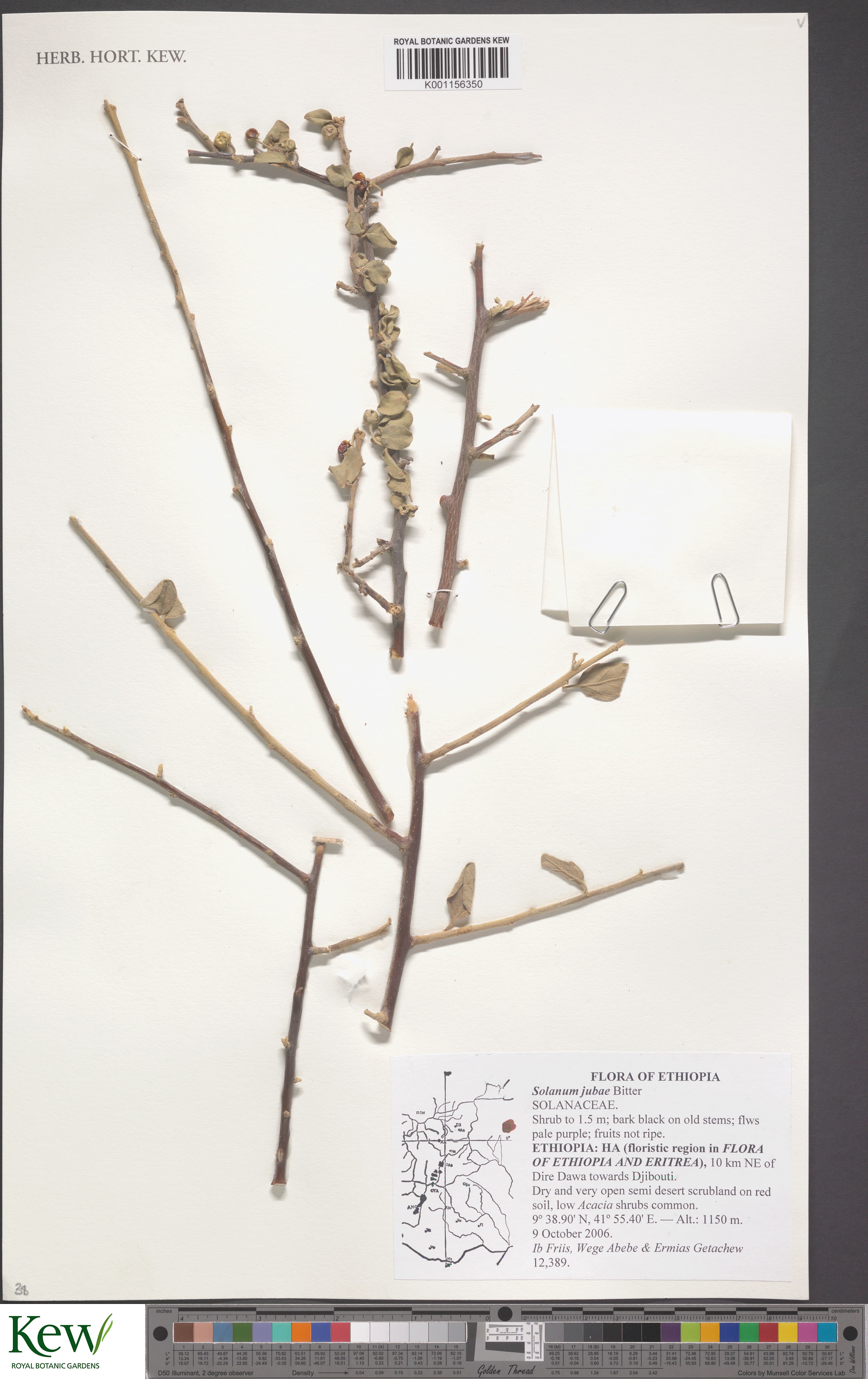 Solanum jubae