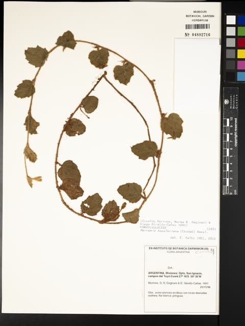 Distimake hasslerianus