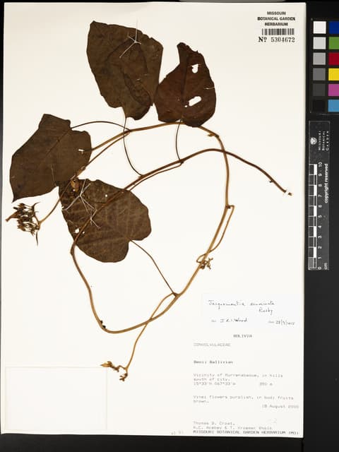 Jacquemontia acuminata