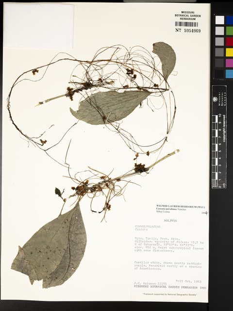 Cuscuta parodiana